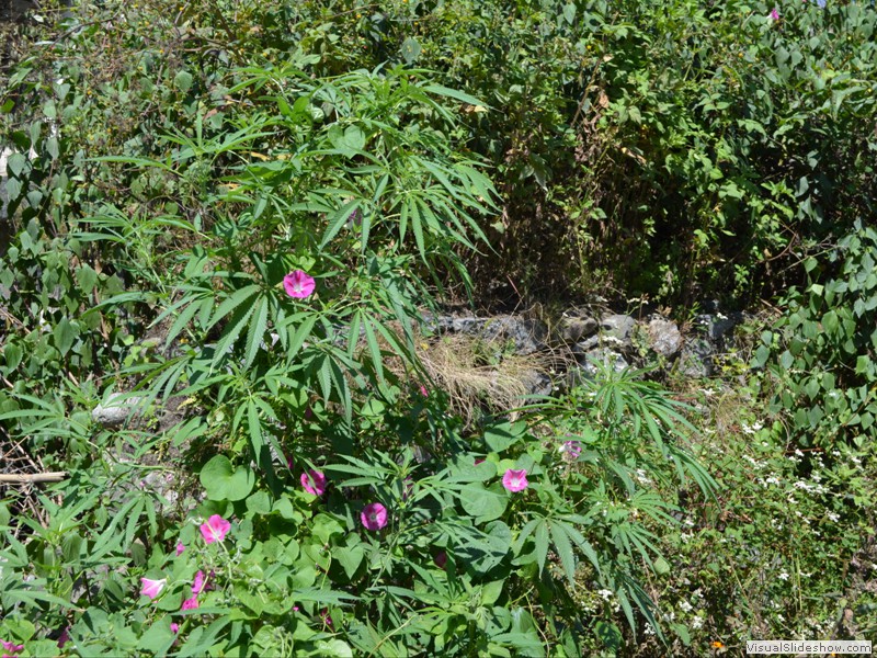 Some wild pot growing along the roadside