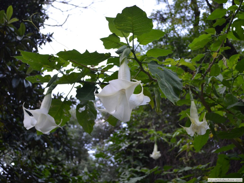 Beautiful white trumpet flowers!