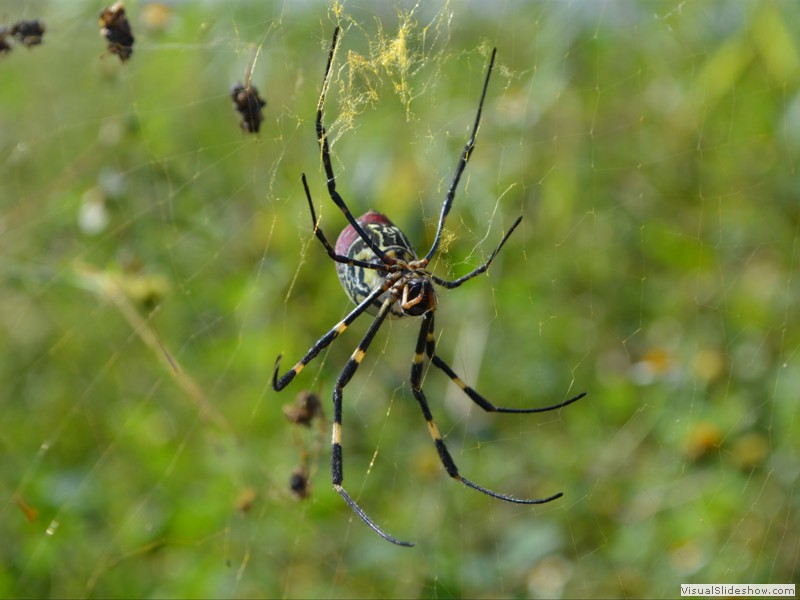 We saw some REALLY BIG spiders!