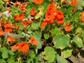 Wild flowers by the road.