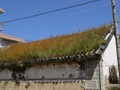 The flowers even grow on some of the old roofs.