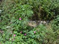 Some wild pot growing along the roadside