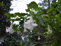 Beautiful white trumpet flowers!