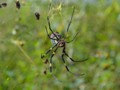 We saw some REALLY BIG spiders!