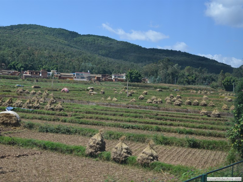 Rice patties are the most common crop.