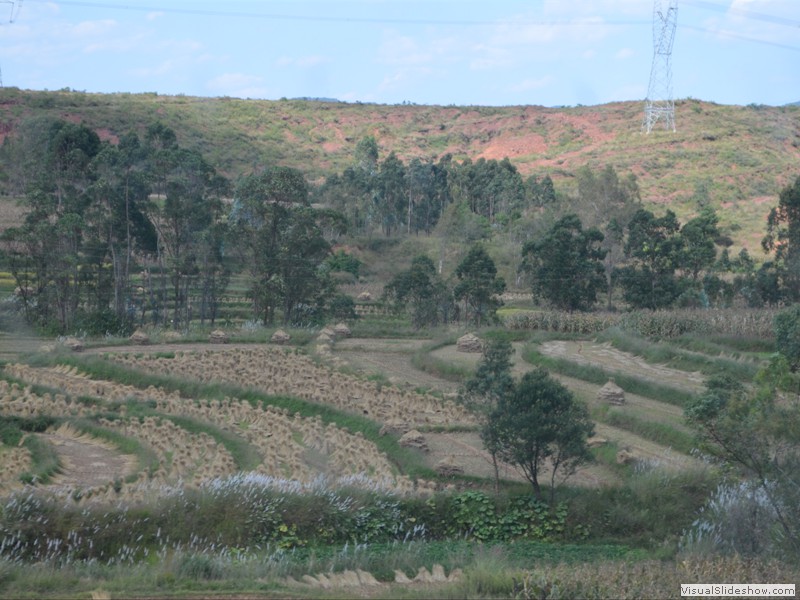 More rice fields.