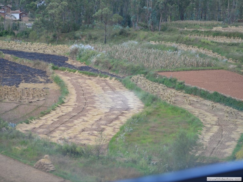 The rice was being harvested.