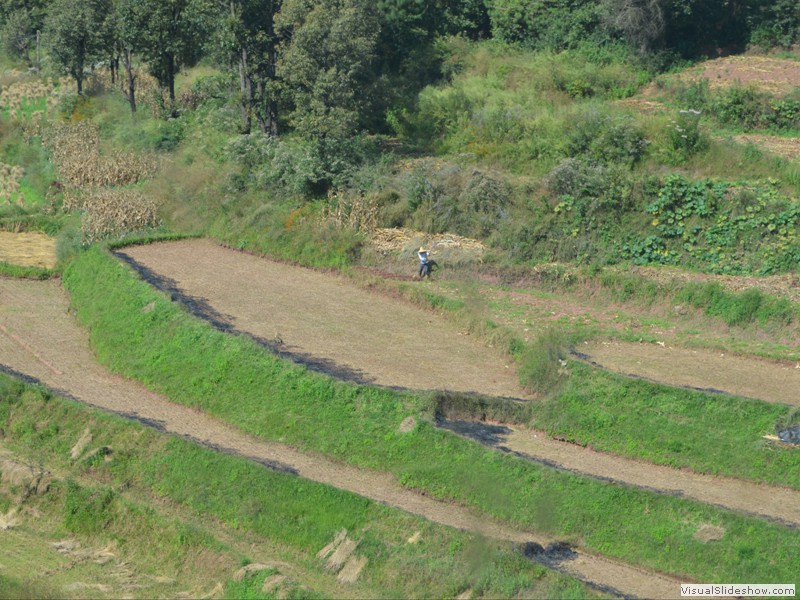 Corn was also being harvested.