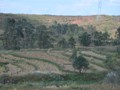 More rice fields.