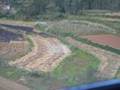 The rice was being harvested.