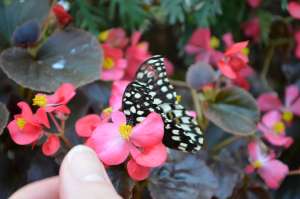 Butterflies