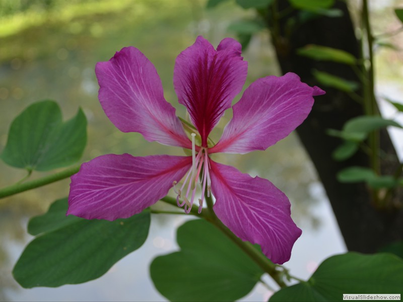 Beautiful flowers are evrywhere in China.