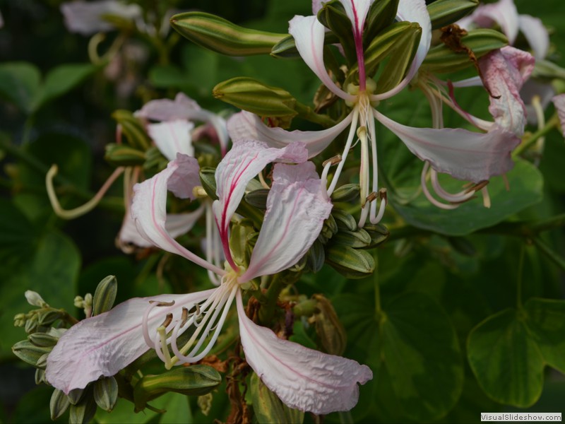 More unusal flowering trees.