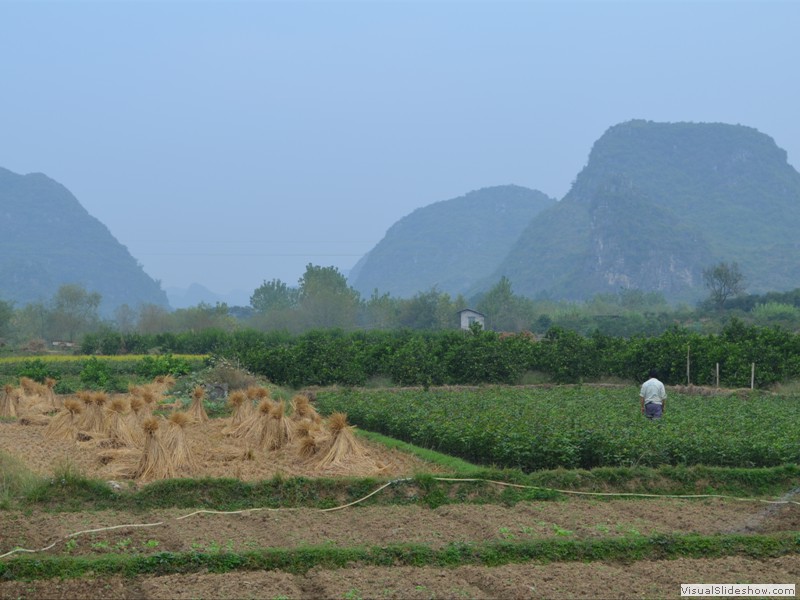 Rice growing near the park.