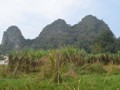 Corn growing along the river