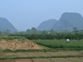 Rice growing near the park.