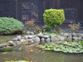 A small Koi pond in the park.