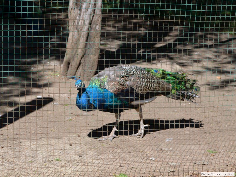 A caged peacock in the town square.