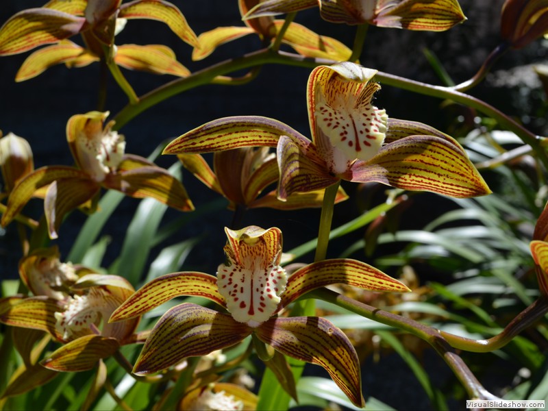 Orchids in the park.