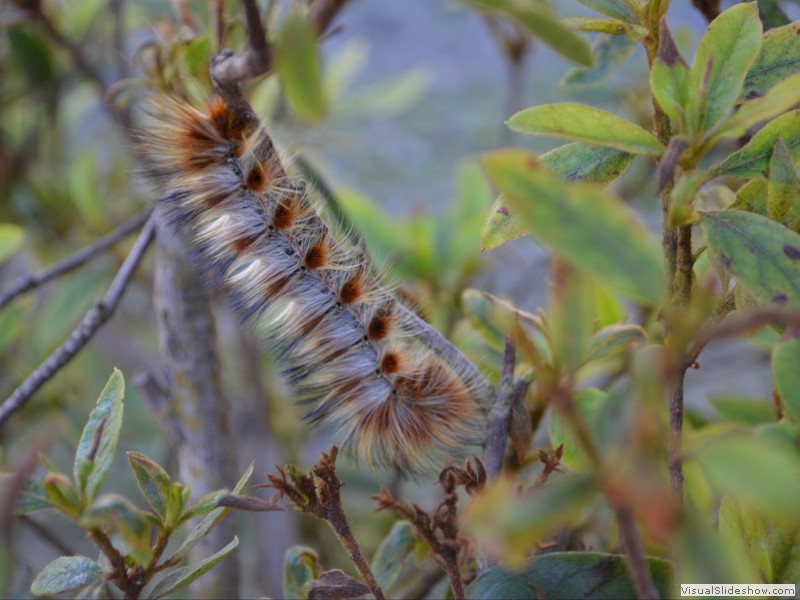 A colorful caterpillar I spotted in the pagoda park.