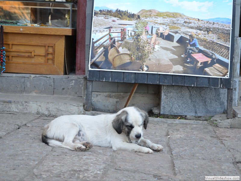 A puppy snoozing in the sun...