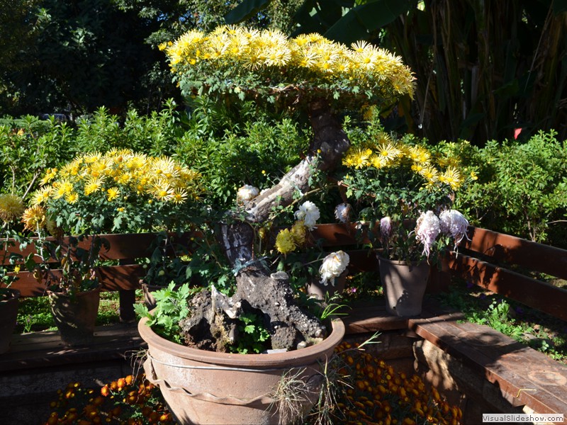 A Bonsi tree full of flowers.