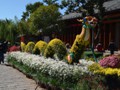 A flower Dragon in the town square.