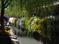 More flowers cascading along the stream.