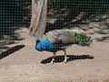 A caged peacock in the town square.