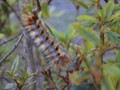 A colorful caterpillar I spotted in the pagoda park.