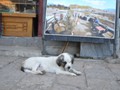 A puppy snoozing in the sun...