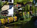 Cascading flowers along the flowing stream...