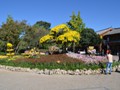 Flowers in the town square.