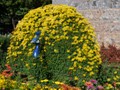 A flowering Peacock.