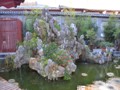 The koi pond in our hotel lobby...