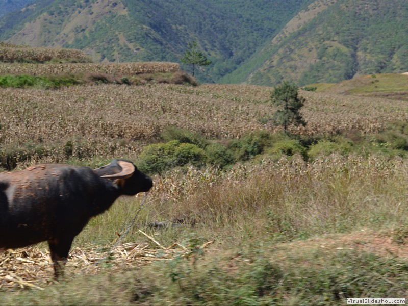 A water buffalo we saw along the way.