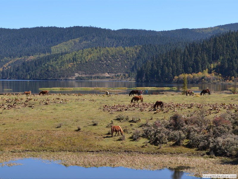 Horses grazzing near the lake in the park.