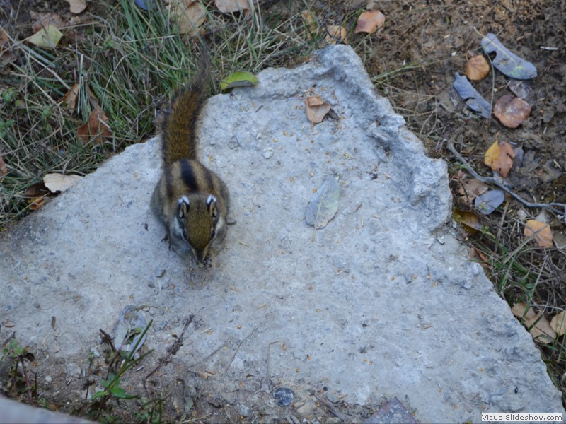 A Chinese Chipmonk we saw in the park.