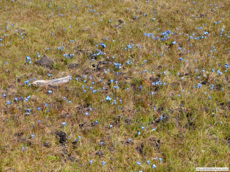 Pretty blue flowers growing wild in the park.