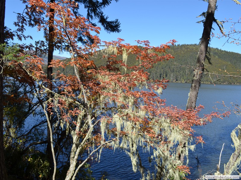 There is spanish moss on many of the tree in the park.