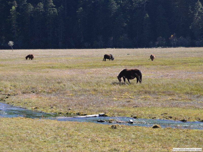 Horses grazzing near the park lake.