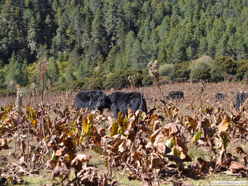 Yaks grazzing in a corn field.