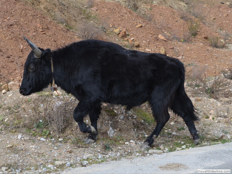 A young Yak getting off the road.