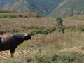 A water buffalo we saw along the way.