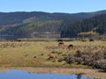 Horses grazzing near the lake in the park.