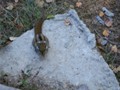 A Chinese Chipmonk we saw in the park.