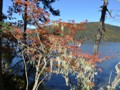 There is spanish moss on many of the tree in the park.