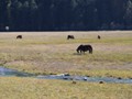 Horses grazzing near the park lake.