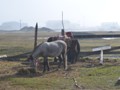 A Tibetian woman get her house ready to go for a ride.