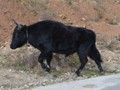 A young Yak getting off the road.